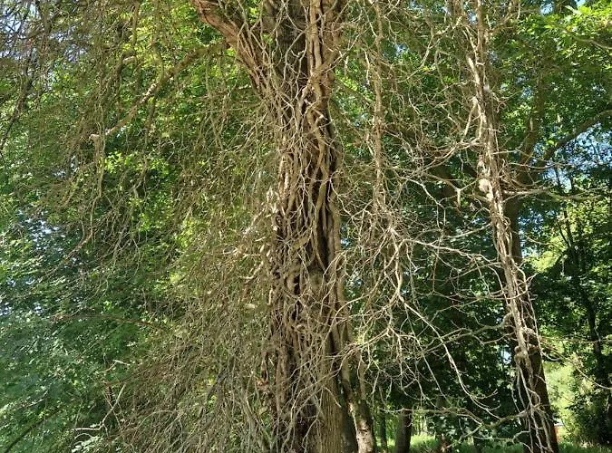 L'entre Deux Eaux 'maison' Balcon 'et Jardin Prázdninový dům